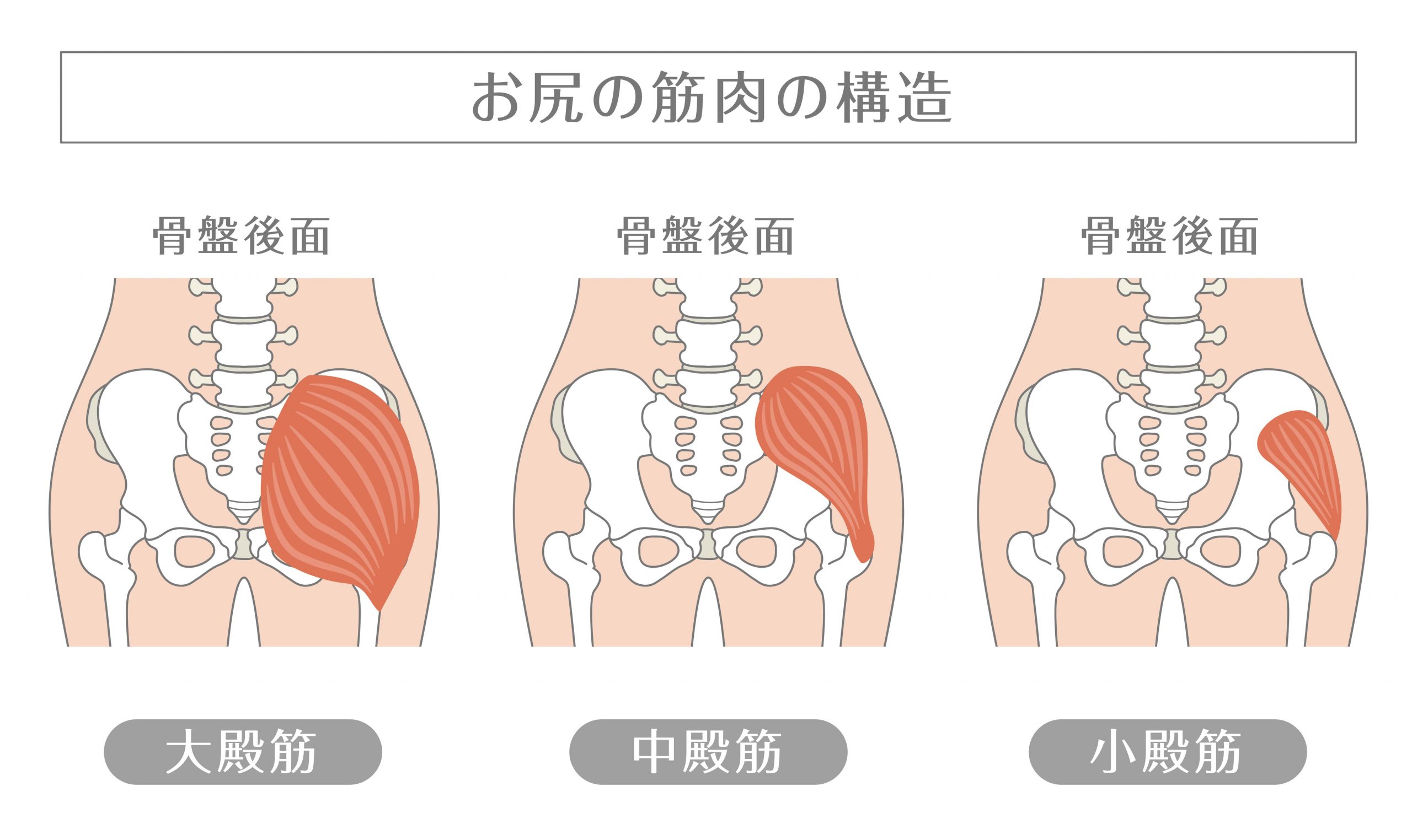 鍛えるおしりの筋肉の種類と特徴