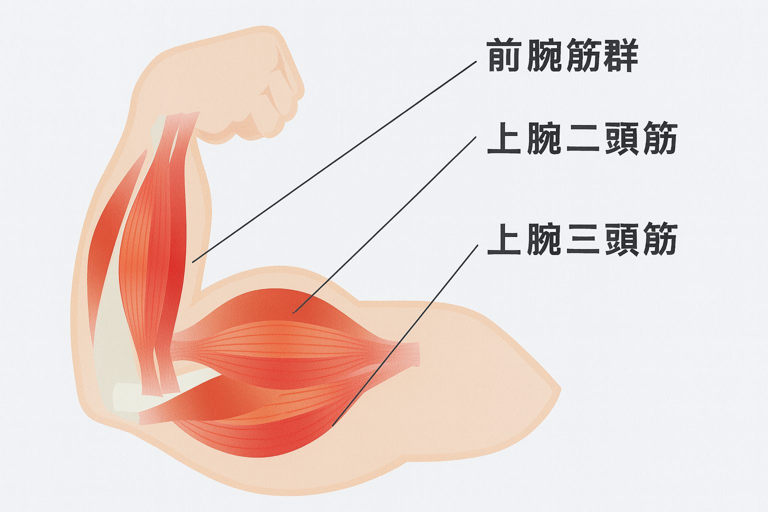 腕の筋肉について