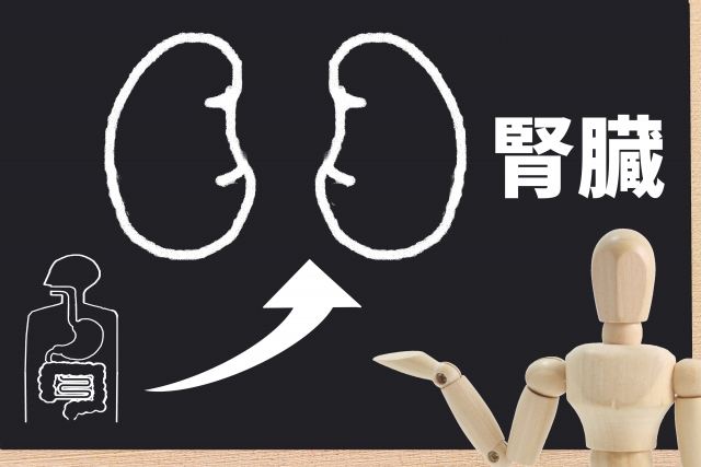 なぜプロテインは腎臓に悪いと言われるのか？