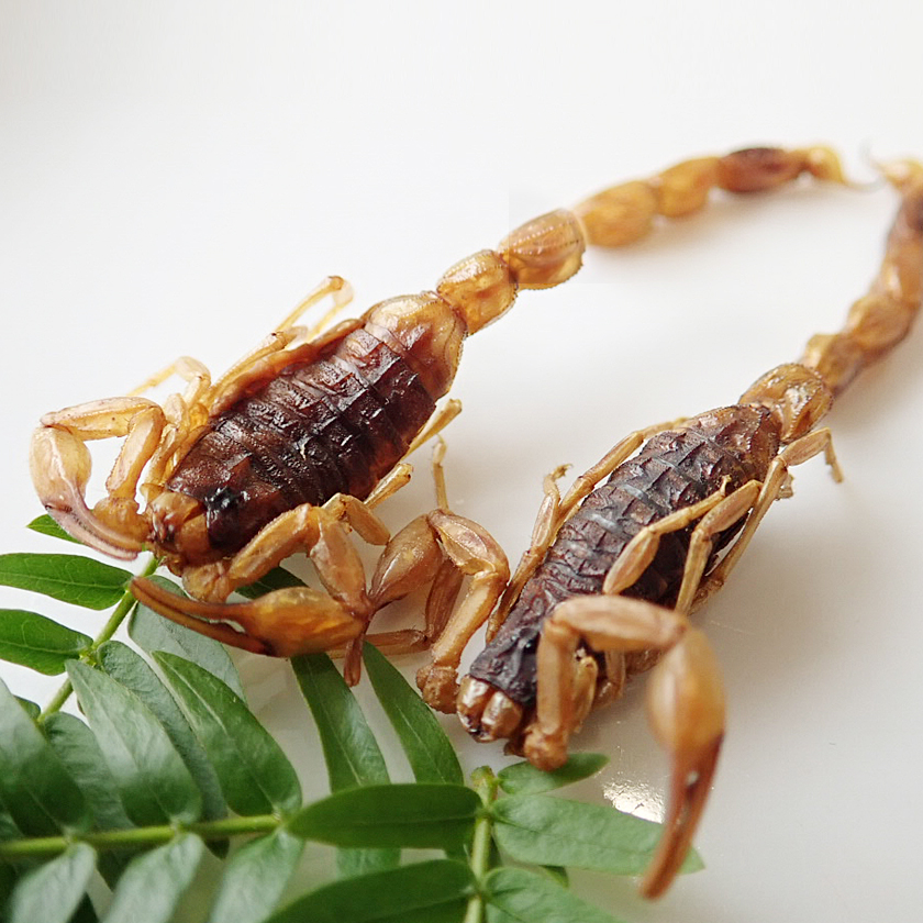 【JR Unique】ArmorTail Scorpions(アーマーテイルスコーピオン1.5g) 画像5